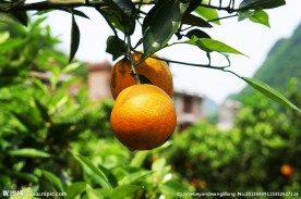 夏橙