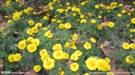 公园花圃