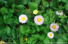 邹菊