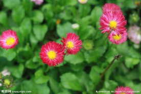 邹菊