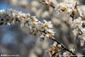 花满枝头