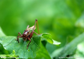 菜园子 蝈蝈