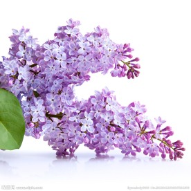 丁香 丁香花