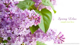 丁香 丁香花