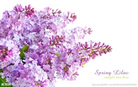 丁香 丁香花