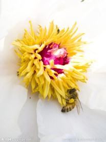 花蕊