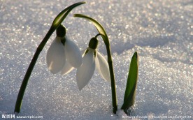 雪滴花