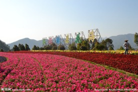 漳州花海