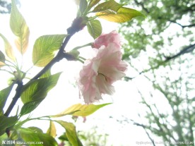 樱花