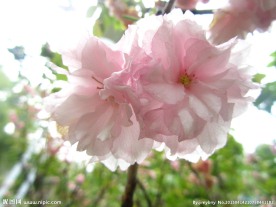 樱花