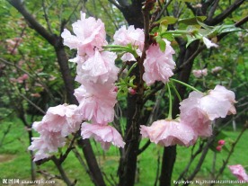 樱花