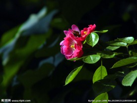 月季花