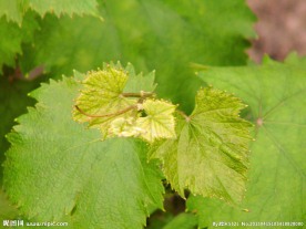 葡萄叶嫩芽