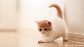 猫咪