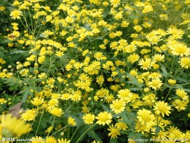 野菊花