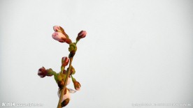 花苞