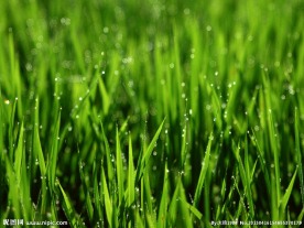 绿草