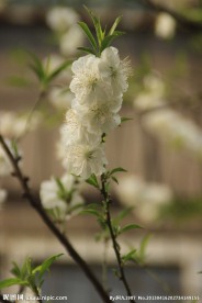 春天的花