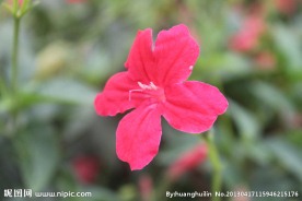 红色花 花草 花丛