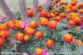 孔雀草 小万寿菊