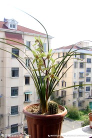 兰草花