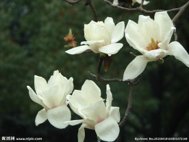 玉兰花图片