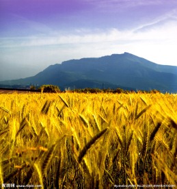 麦田高清图片