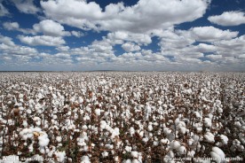棉花 棉田