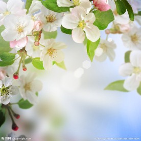 梦幻苹果花背景