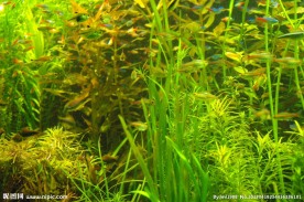 水草
