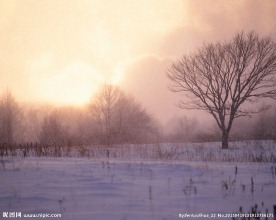 雪原