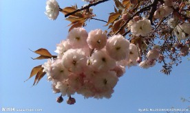 盛开的花朵