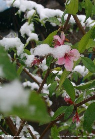 雪中桃花