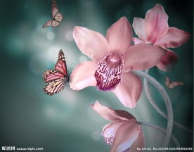 蝶恋花