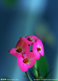 刺梅花
