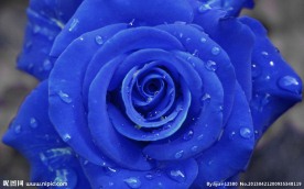 蓝玫瑰