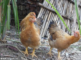 摆姿势的走地鸡