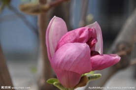玉兰花开