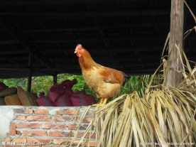 飞离的阳山大扇鸡