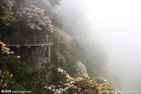 烟雨杜鹃山