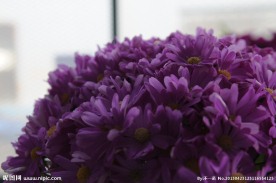 鲜花 菊花