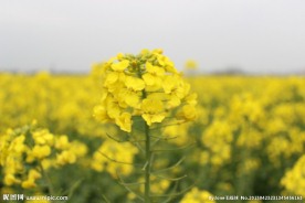 油菜花