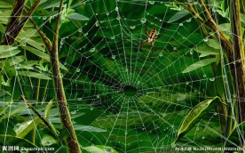 雨后蜘蛛