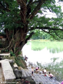 大榕树