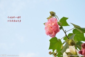 芙蓉花