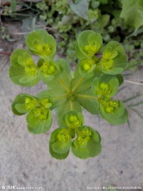 绿色 野草
