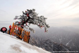 华山松