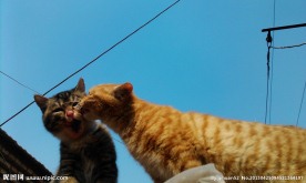 两只猫