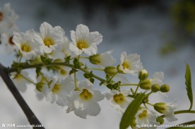 花枝