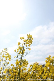 蓝天 油菜花